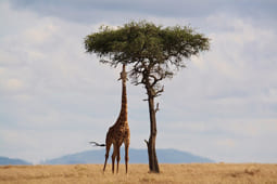 voyage au Kenya 3